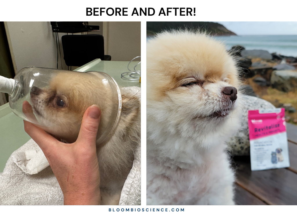 Part II: How Mojo's Life Was Saved , The Natural Reversal of Stage 4 Collapsed Trachea and Freedom from Prescription Drugs