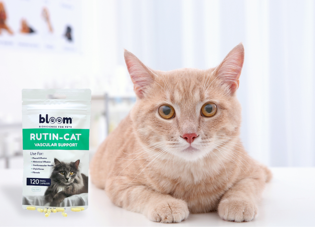 Understanding Pleural Effusion in Cats: Causes and Support