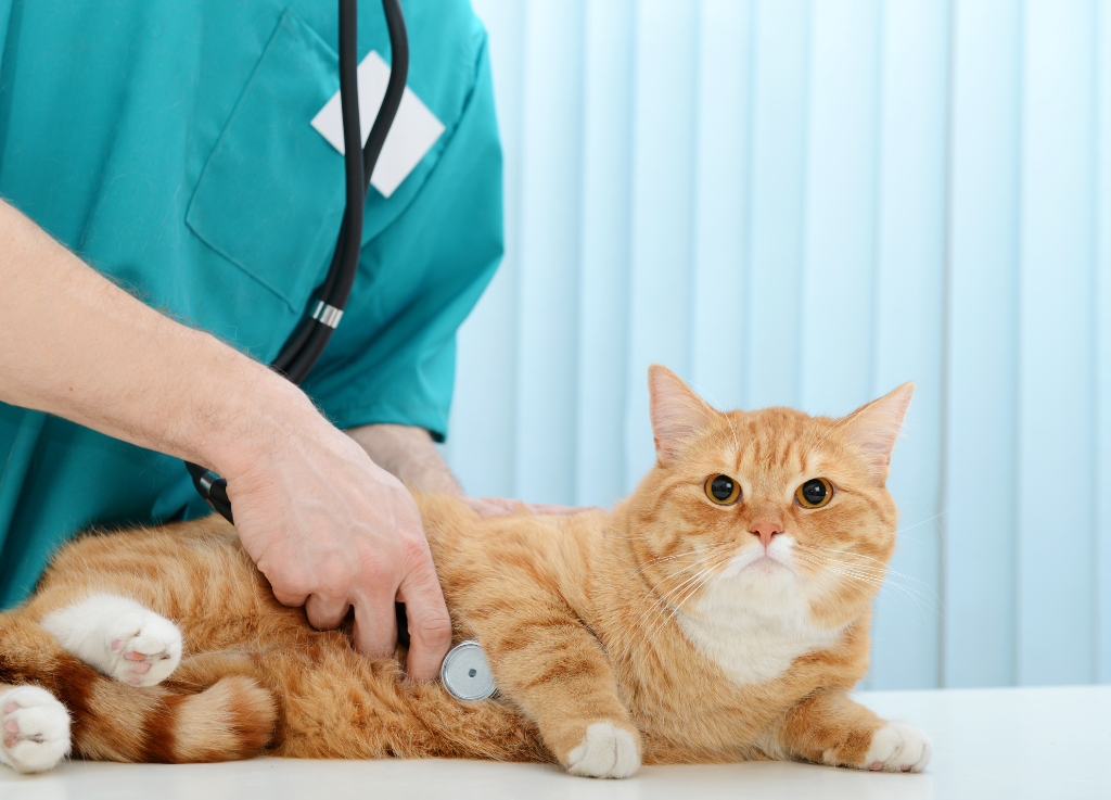 Treating & Preventing Urinary Tract Infections, Urine Crystals and Kidney Stones in pets Naturally