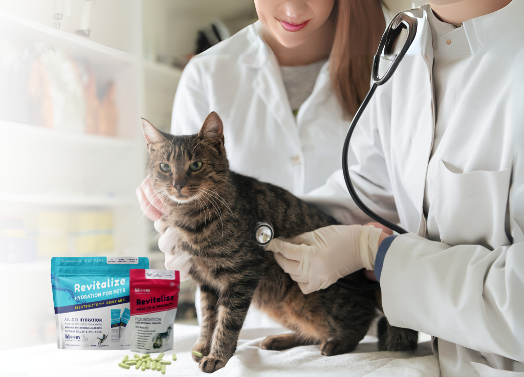 Restoring Health in Cats: Supportive Care for CKD, FIP, FIV, FeLV and Other Diseases with Bloom Bioscience Supplements