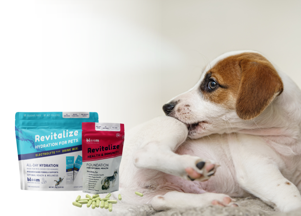 Part II: Relieving Canine Skin Allergies with Bloom's Revitalize Health & Immunity