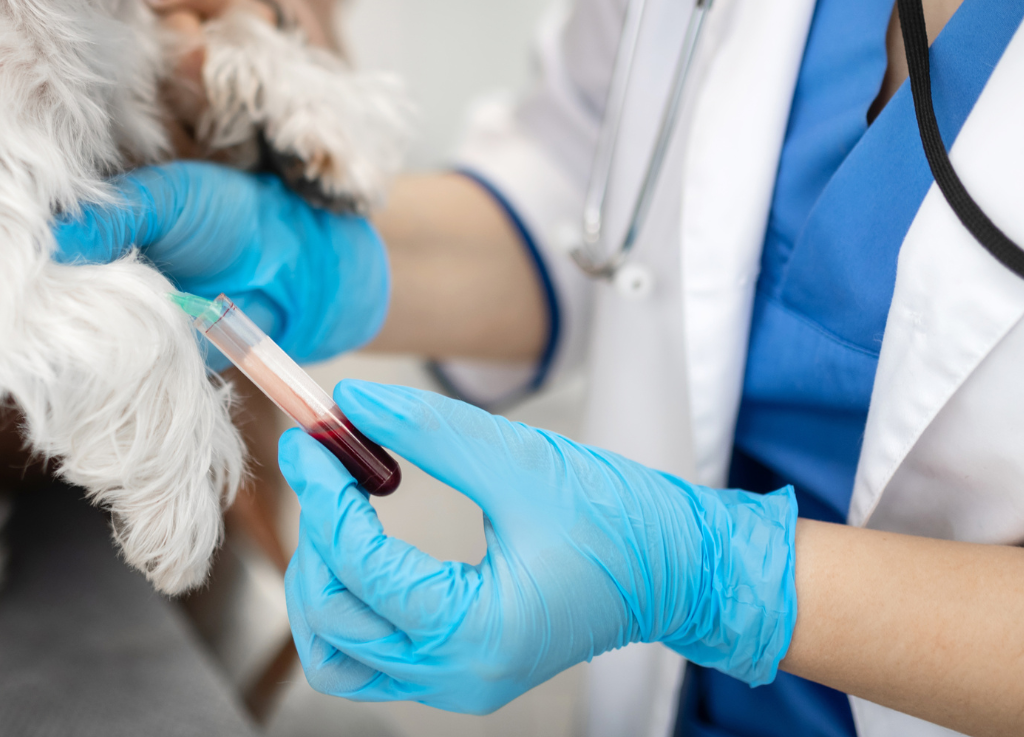 How Revitalize Hydration May Support Cats in Reducing Blood Clotting Risks