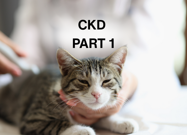 Part I: A Comprehensive Guide for Cat Parents Facing a New Diagnosis
