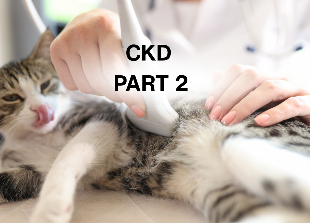 Part II: Inorganic Phosphorus as a Cause and Aggravator of Feline Kidney Disease