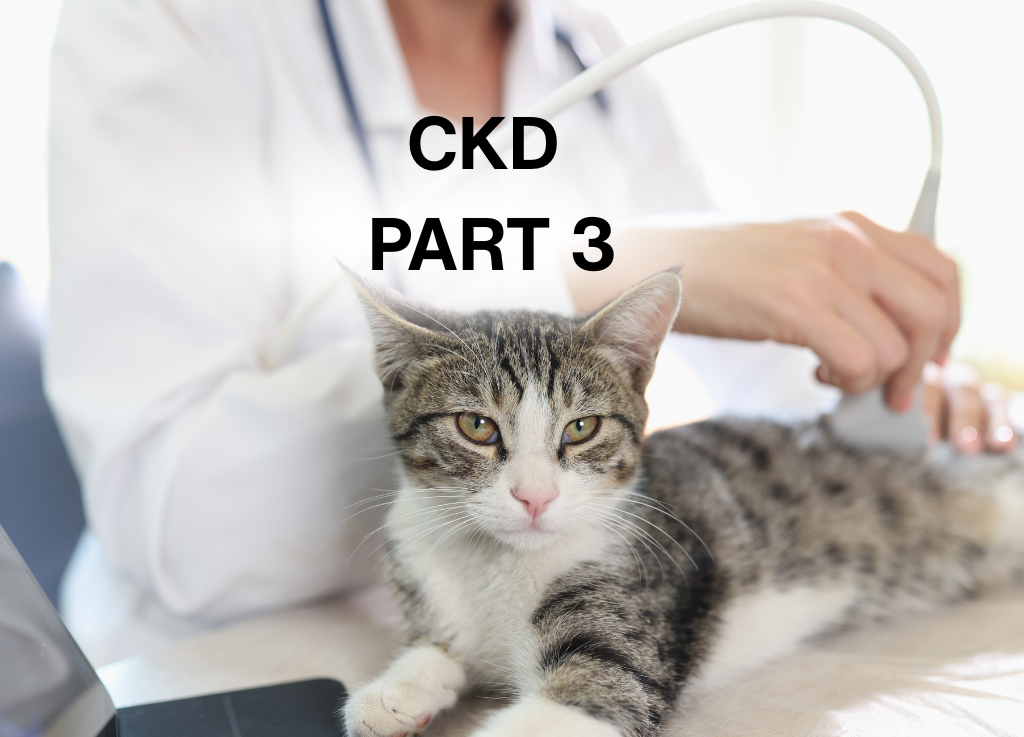 Part III: Understanding and Managing Proteinuria in Feline Chronic Kidney Disease