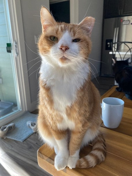 Resolution of nephrolithiasis (kidney stones) in a feline with history of FIP infection treated with GS-441524