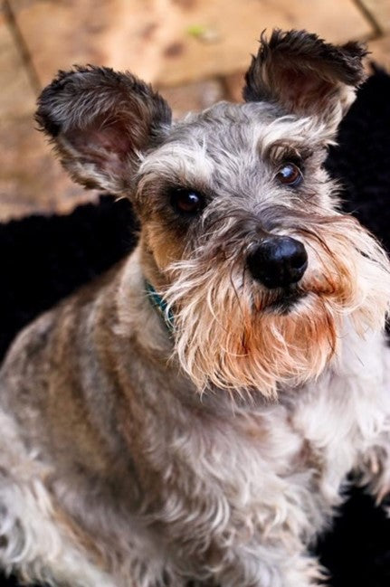 Management of Proteinuria and Elevated Liver Enzymes in a 16-year-old Schnauzer using Revita-Life (Revitalize Health & Immunity)