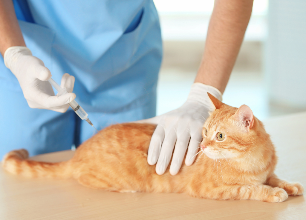 Feline Diabetes Part I: Countering Misleading Pet Food Diets with Bloom Bioscience