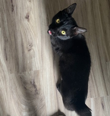 Remission of Diabetes Mellitus in a Male Domestic Shorthair Cat