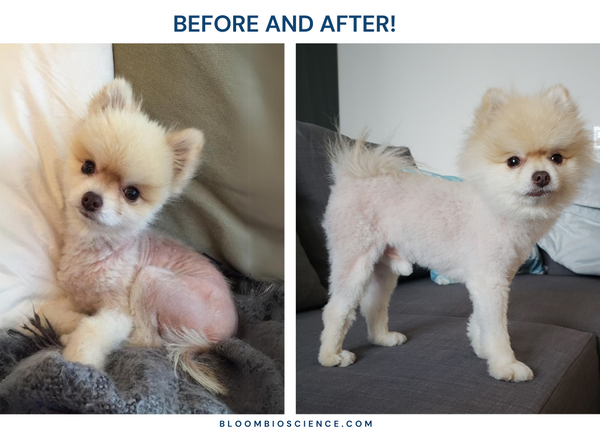 Part 1: Alopecia X Recovery in Senior Pomeranian: Full Fur Regrowth with All-Natural Bloom Bioscience Supplements