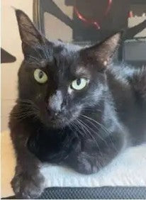 Efficacy of Hydro-Life (Revitalize Hydration) supplementation in managing hematuria in a FIV-positive cat diagnosed with kidney lymphoma