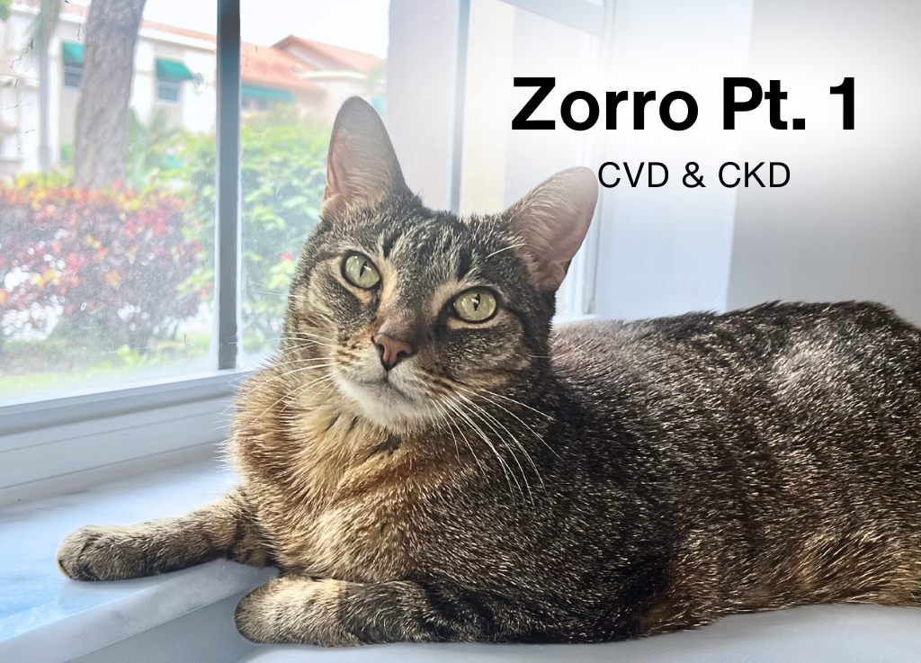 Part I: Case Study: Nutraceutical Support for Acute Kidney Injury in a Feline Cardiac Patient