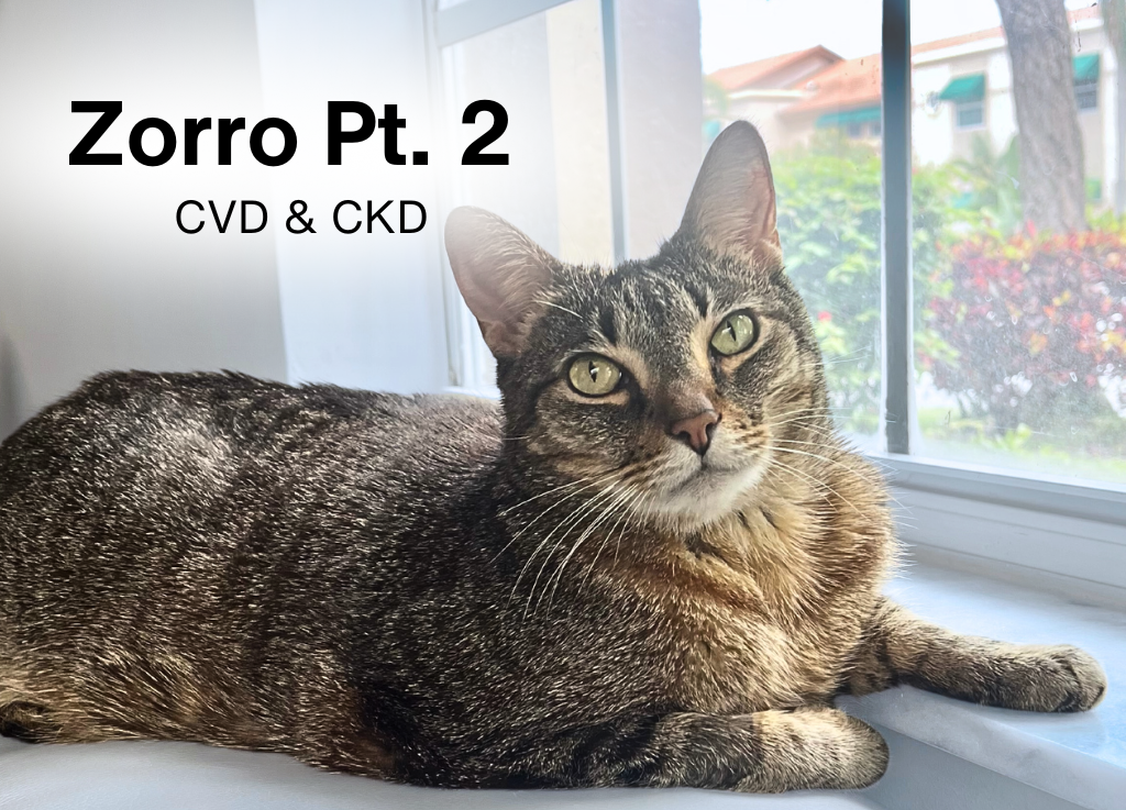 Zorro the cat on September 26, 2025, with complete AKI and Heart disease (CVD) after 3 months of Bloom nutraceutical protocol resolved underlying health issues
