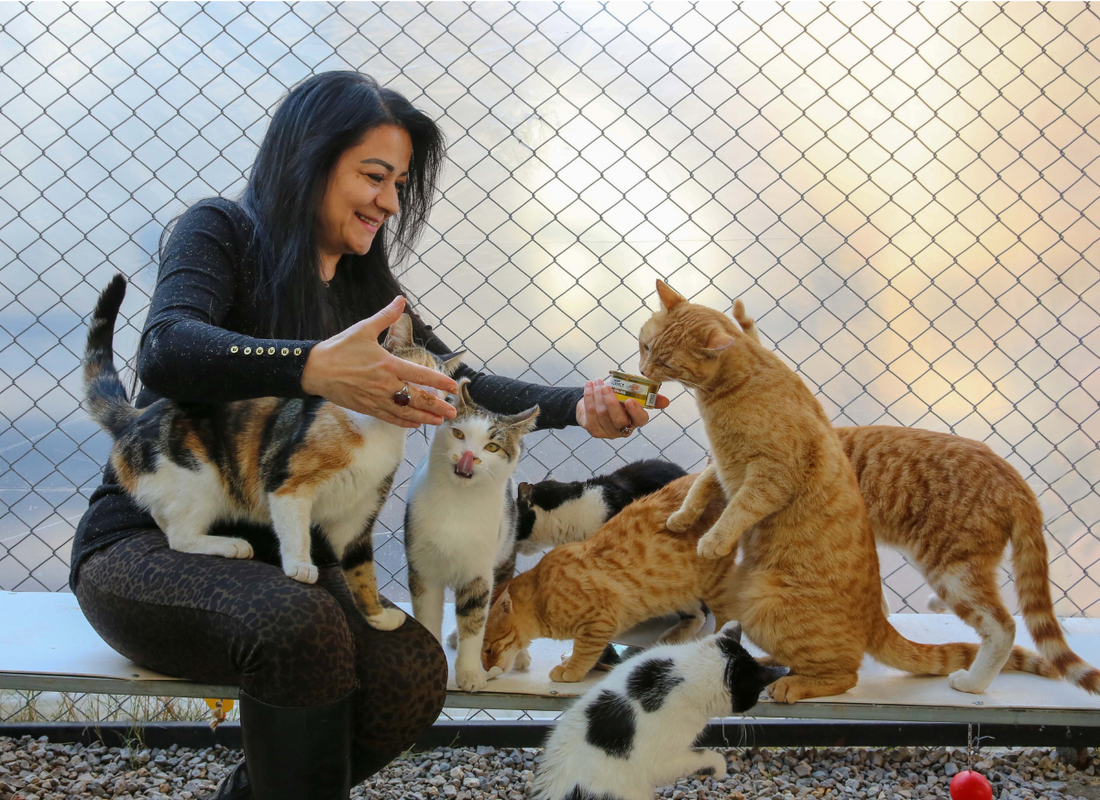 Supporting Colony Cats and Shelter Cats with Bloom Bioscience’s Innovative Supplements