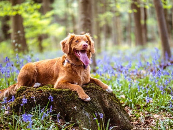 Optimizing Canine Nutrition: Unveiling the Ingredients in Dog Food and Enhancing It with Bloom Bioscience Supplements